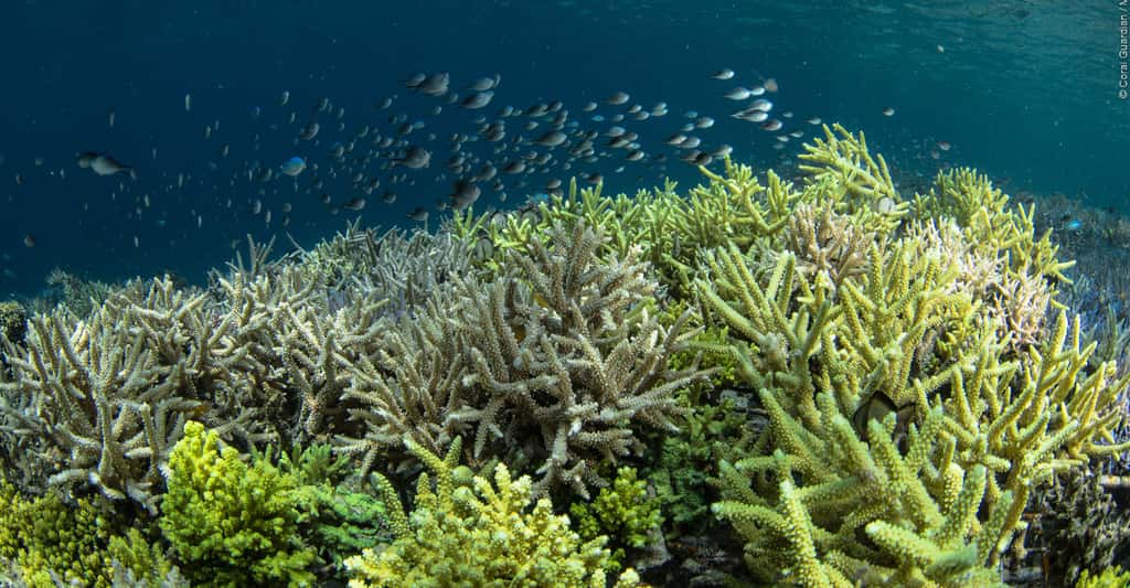 Coraux : impact du réchauffement climatique sur les récifs