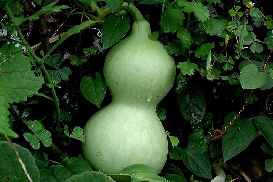 Les fruits de<em> Lagenaria siceraria</em> sont utilisés pour la fabrication d'objets décoratifs ou utilitaires. © Pixeltoo, <em>Wikimedia commons</em>, CC by-sa 3.0