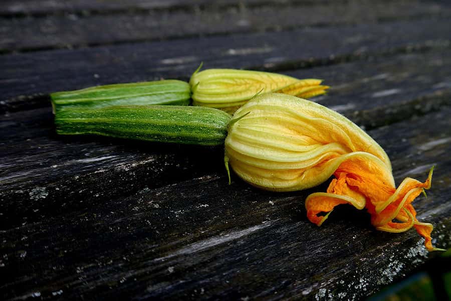 Seules les fleurs de courgettes femelles donnent des fruits. © Jhusemannde, Pixabay, DP