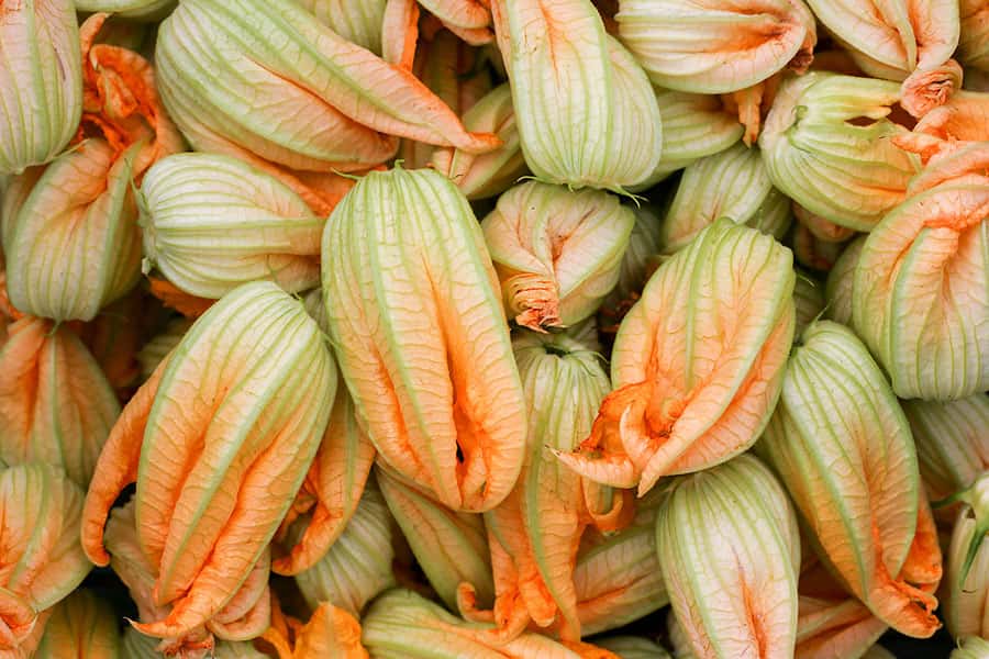 Les fleurs de courgettes se consomment aussi. © Antonio Jose Cespedes, <em>Wikimedia commons</em>, DP