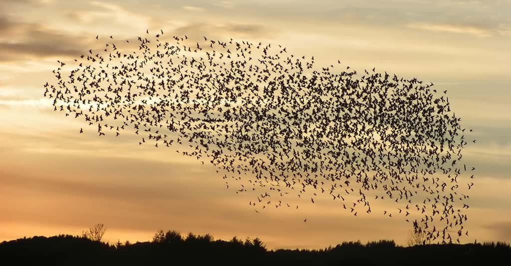 Formation d'un essaim d'oiseaux. © Rasmussen29892 CCO