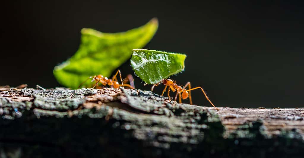 Fourmis transportant des feuilles. © Simon Dannhauer, Shutterstock