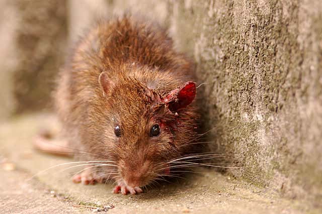 Un rat, principal réservoir de la bactérie<em> leptospira. © </em>Jan van der Crabben, <em>Wikimedia commons,</em> CC 2.0