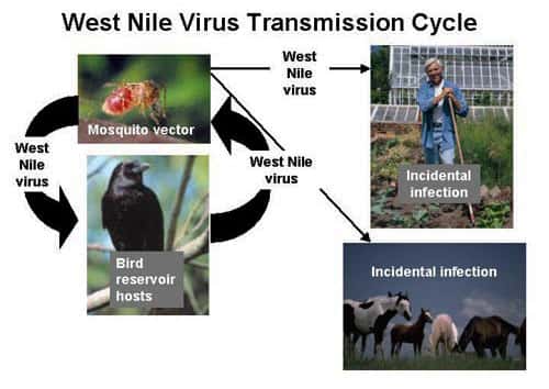 Schéma de la transmission du virus responsable de la fièvre occidentale du Nil. © <em>Centers for Disease Control and Prevention,</em> <em>Wikimedia commons</em> DP