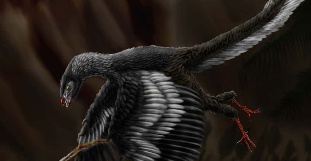 Illustration d'un archéoptéryx (ou <em>Archaeopteryx</em>). © Durbed, CC by-sa 3.0