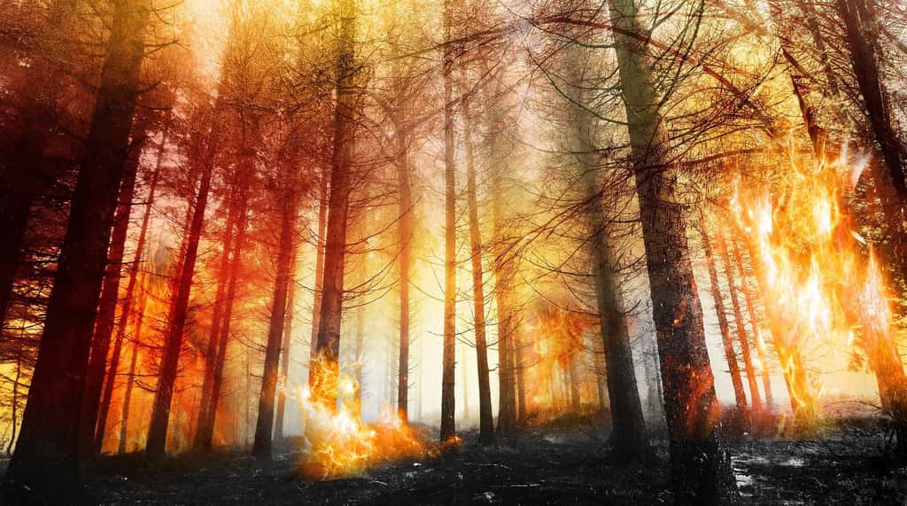 Les feux de forêt émettent du CO<sub>2</sub>. © Threes shots, Pixabay, DP