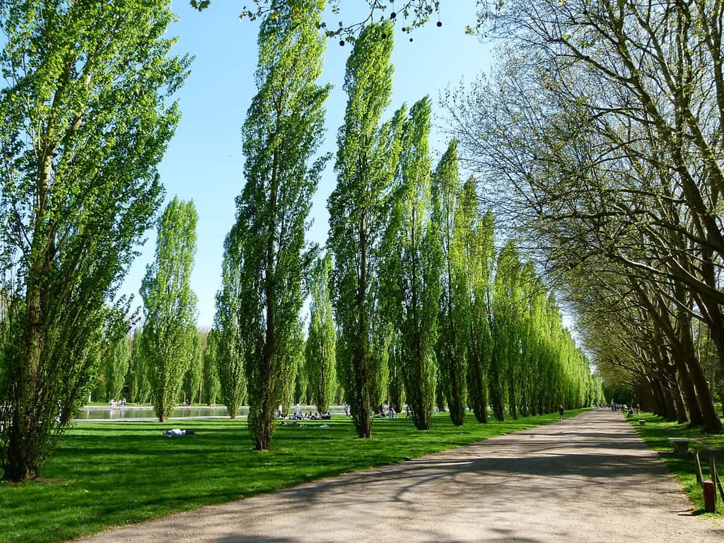 Allée de peupliers au parc de Sceaux. © Dinkum, wikimedia commons, CC 0.1