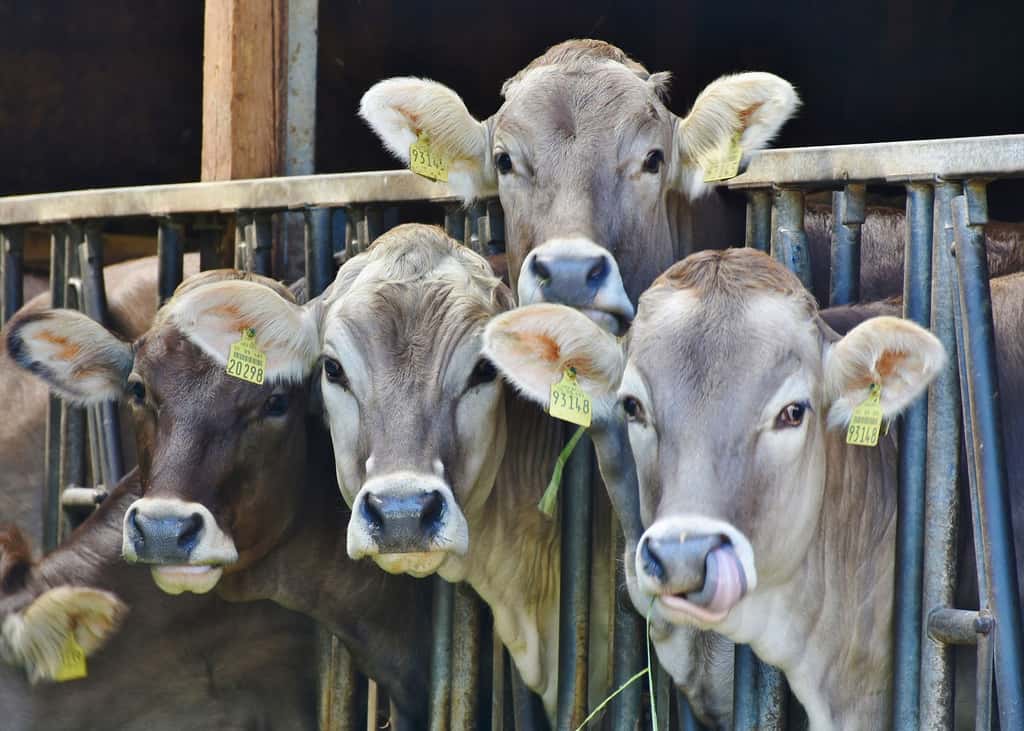 L'élevage des ruminants, principale source d'émissions de méthane. © Rita E, Pixabay, DP