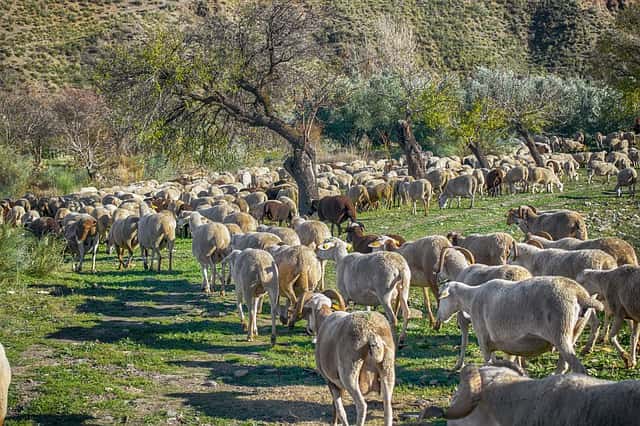 Troupeaux de moutons. © Enriquelopezgarre, Pixabay, DP