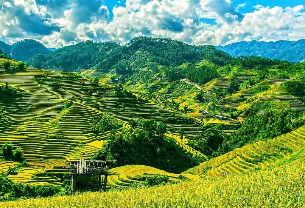 Rizières en Asie. © PublicDomainPicture, Pixabay, DP
