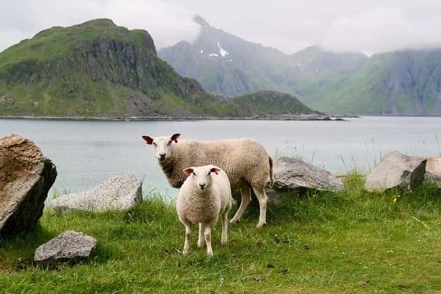 Les moutons de Nouvelle-Zélande moins producteurs de gaz à effet de serre ? © Majaranda, Pixabay, DP