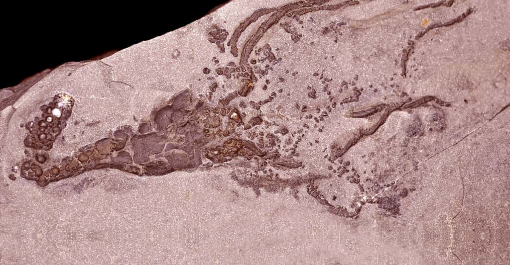 L'explosion cambrienne, mythe ou réalité ? Ici, un fossile de<em> Gogia spiralis </em>Robison 1965. © Parent Géry, CC by-sa 3.0