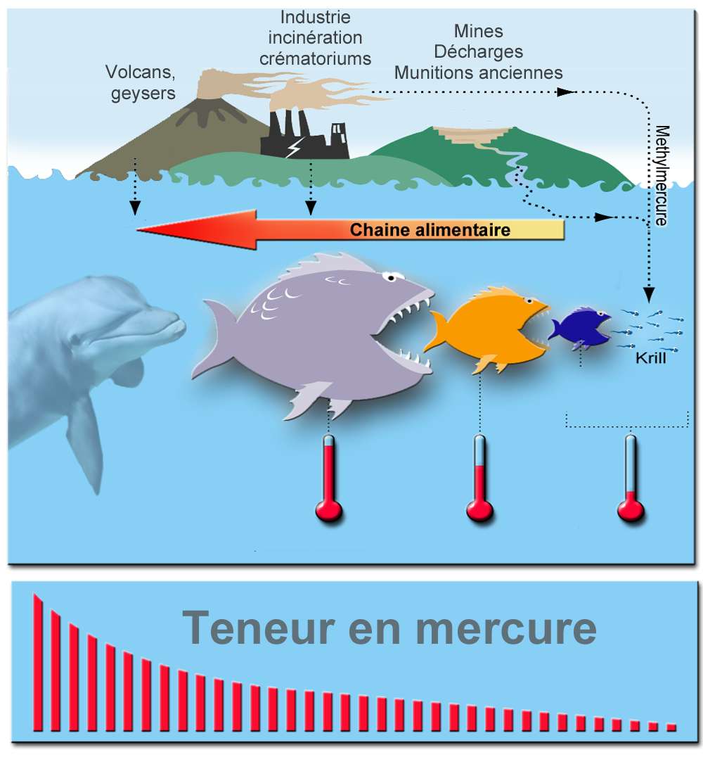 Ce schéma explique comment le mercure que nous émettons se retrouve fortement concentré dans les gros poissons que l’on consomme. © Lamiot, <em>Wikimedia commons</em>, CC 3.0