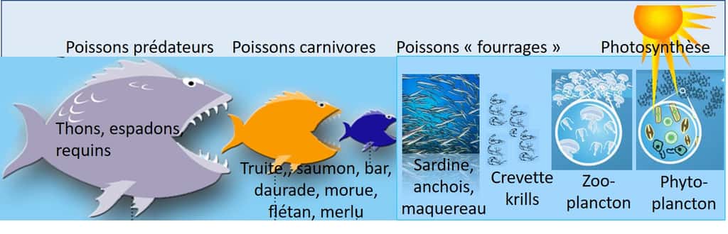Schéma de l’auteur sur la chaîne alimentaire en mer. On mange énormément de poissons carnivores ! © Bruno Parmentier, tous droits réservés
