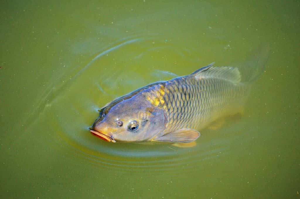 La carpe, un des principaux poissons herbivores, est aussi un des poissons les plus élevés dans le monde, avec le tilapia. © Capri23auto, Pixabay, DP