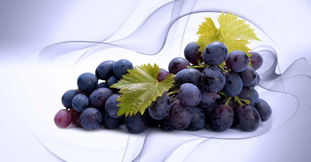 Composés chimiques du raisin et acidité du vin
