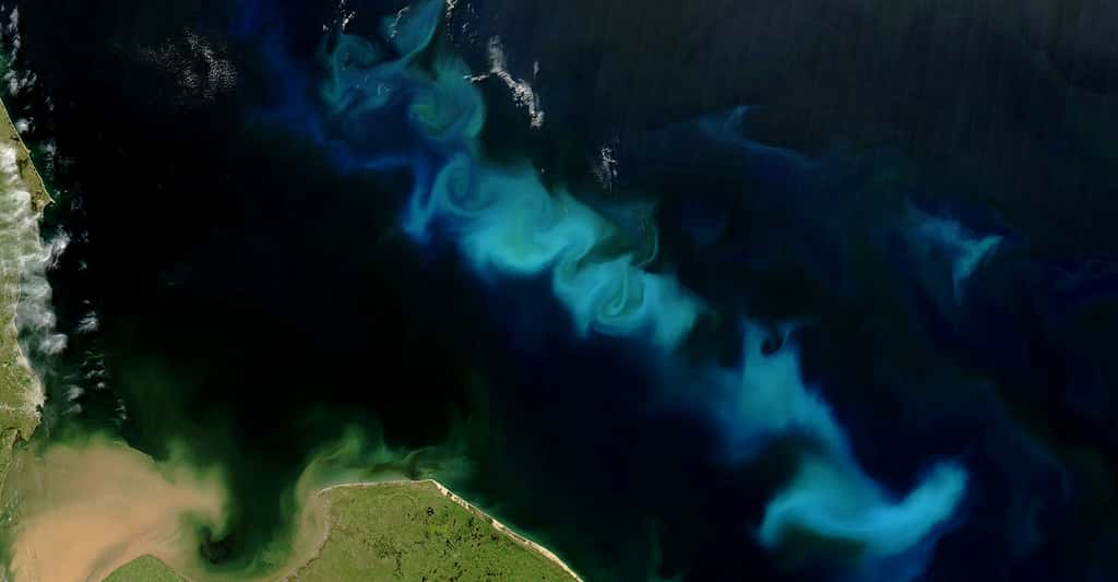 Surveillance du bloom, phénomène de développement algal de phytoplancton. Ici dans l'Océan Atlantique Sud au large de l'Argentine.© Nasa - Domaine public 