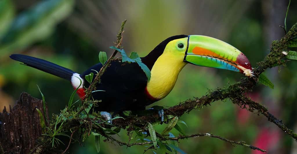 Les toucans de Guyane, de drôles d'oiseaux