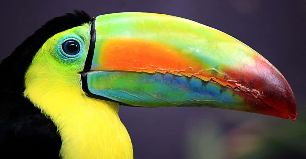 Gros plan sur un bec de toucan. © Lunembule, CC by-nc 2.0