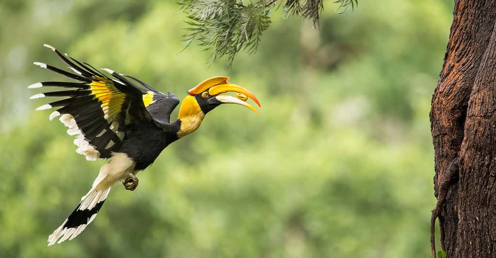 Toucans et calaos : quelle différence entre ces oiseaux ?