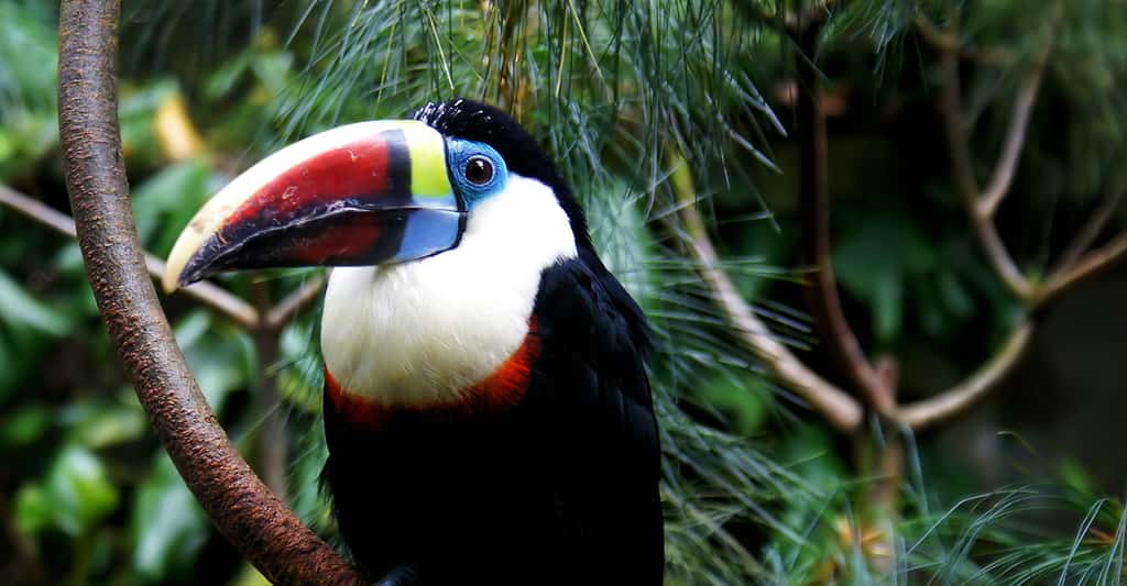 Le toucan à bec rouge (<em>Ramphastos tucanus</em>) est très présent en Guyane. © Domdomegg, CC by 4.0