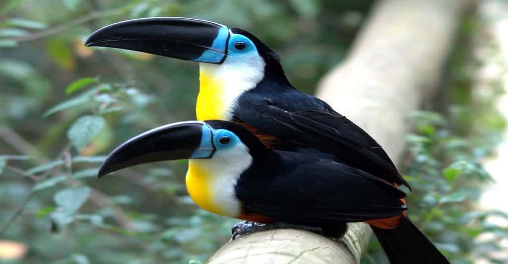 Les espèces de toucans de Guyane : toucan toco, toucan ariel, toucanet koulik…