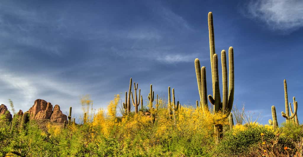 Castus Saguaro.© Max Ruckman - CC BY-NC 2.0