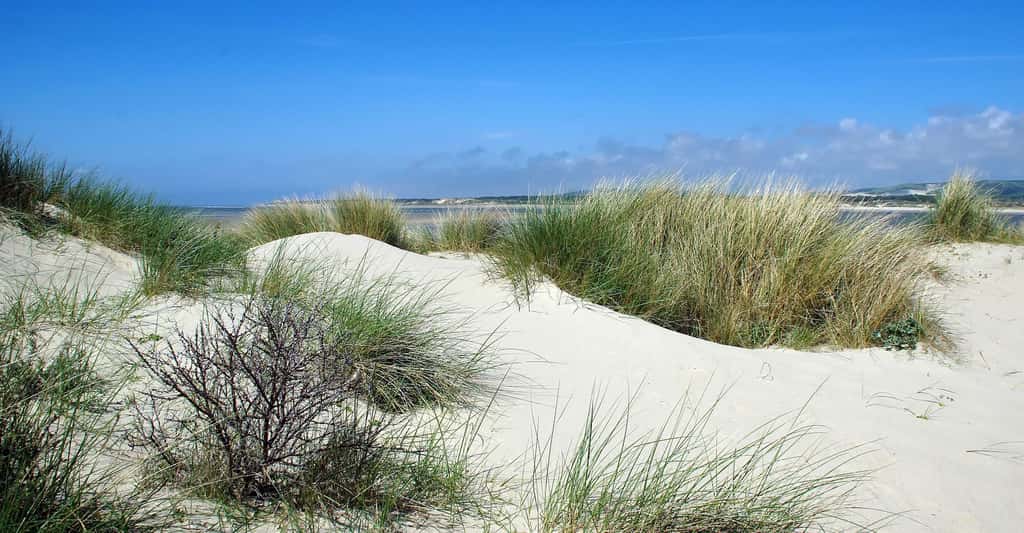  Figure 16. Colonisation d'une dune par des oyats sur les dunes du Touquet. © DEZALB CCO