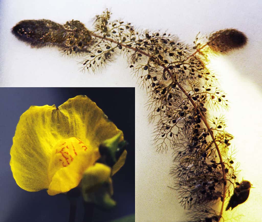 <em>Utricularia vulgaris</em>. © Christian Fisher, Wikimedia commons CC 3.0