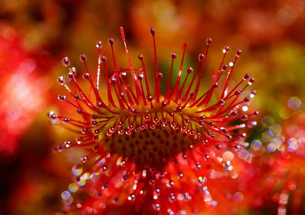 <em>Drosera rossolis</em>, plante carnivore. © Hans, Pixabay, DP