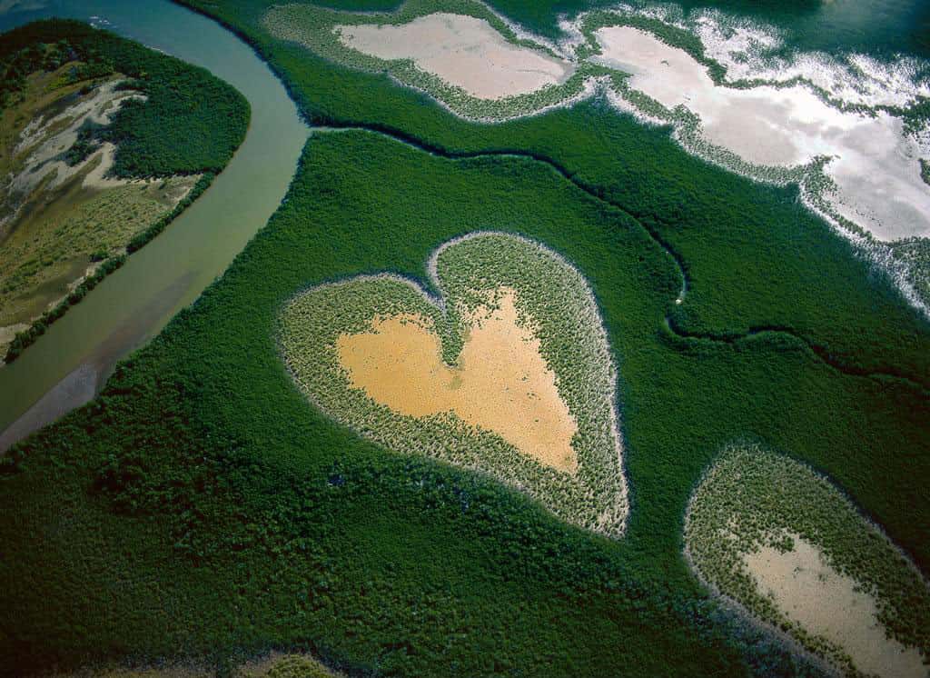 Coeur de Voh en 1990, Nouvelle-Calédonie, France (20°56’S - 164°39’E). La mangrove, forêt mi-terrestre mi-aquatique, se développe sur les sols vaseux tropicaux exposés aux alternances de marées. Constituée de diverses plantes halophytes (capables de vivre sur les sols salés), avec une prédominance de palétuviers, elle tapisse près d’un quart des côtes tropicales et couvre environ 15 millions d’hectares à travers le monde, la moitié de son étendue originelle. © Yann Arthus-Bertrand - Tous droits réservés