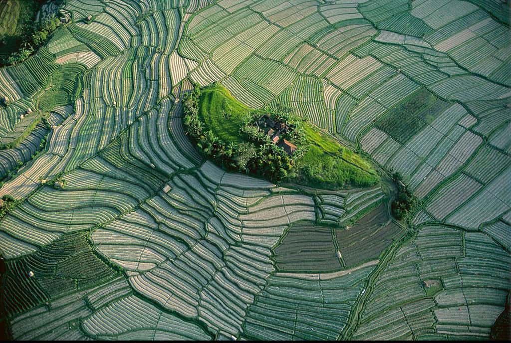 Ilôt dans les rizières en terrasse de Bali, Indonésie (8°22’ S - 115°08’ E). Organisés en subaks (coopératives agricoles), les Balinais ont exploité le relief volcanique et les quelque 150 cours d’eau de leur île en aménageant un vaste système d’irrigation qui permet de pratiquer la riziculture. L’eau retenue dans les collines est conduite dans les champs en terrasse par un réseau de canaux creusés selon les courbes de niveau. © Yann Arthus-Bertrand - Tous droits réservés