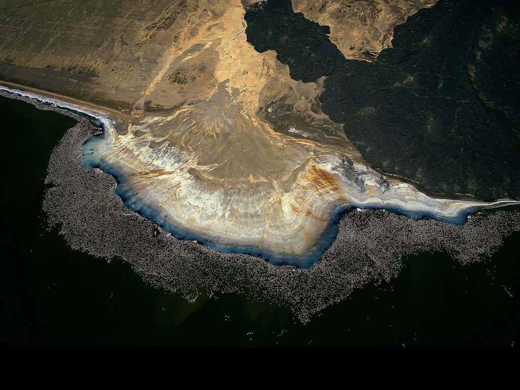 Flamants roses au bord du lac Logipi, vallée de Suguta, Kenya (2°15’ N - 36°33’ E). La blancheur du natron (carbonate de sodium) cristallisé sur la berge noire volcanique du lac Logipi contraste avec le bleu-vert des algues qui prolifèrent dans l’eau alcaline et salée. Vue du ciel, cette partie du rivage dessine curieusement une forme d’huître géante, bordée de quelques perles nacrées correspondant probablement à des résurgences d’eau douce au-dessus desquelles les flamants s’agglutinent. Ces échassiers viennent se nourrir dans les eaux peu profondes où foisonnent des algues et de petits crustacés, qui donnent à ces oiseaux leur couleur caractéristique. © Yann Arthus-Bertrand - Tous droits réservés