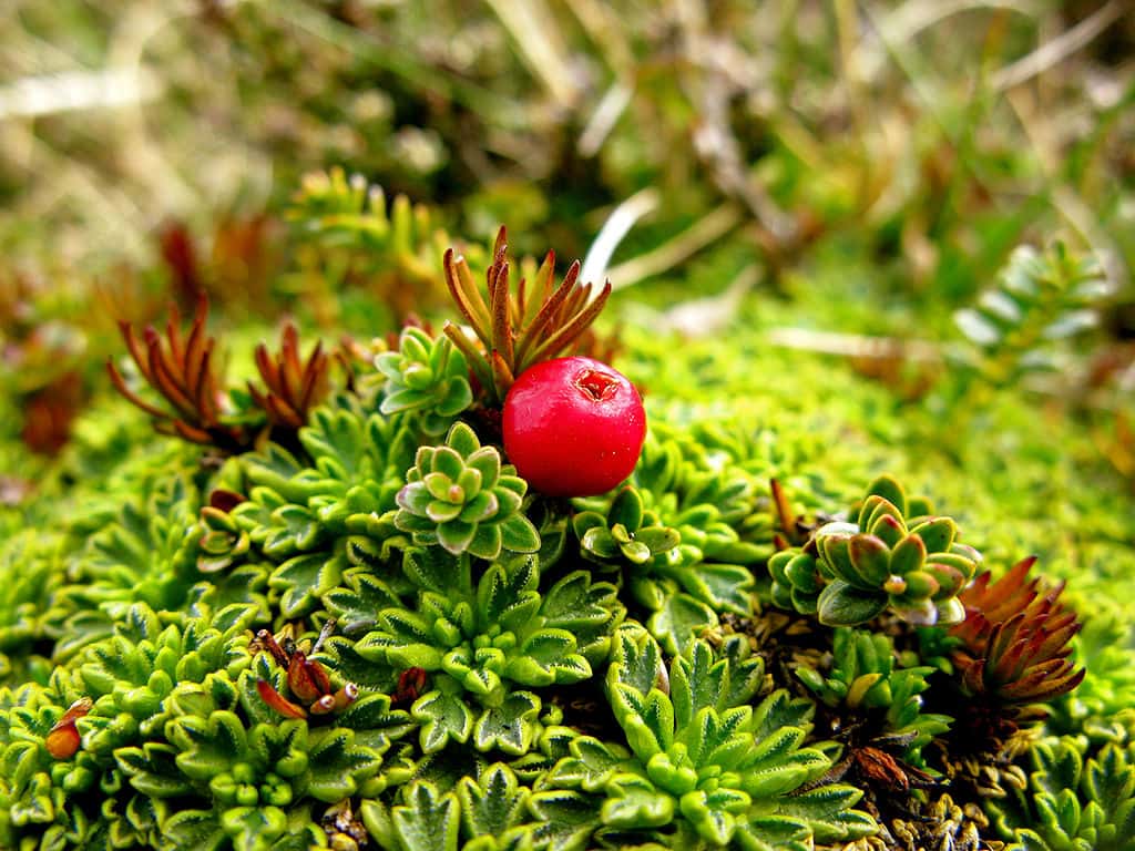 Empetrum rubrum Valhl ex Willd. - Île Navarino - Terre de Feu - Chili © Serge Ouachée GNU Free Documentation License, Version 1.2