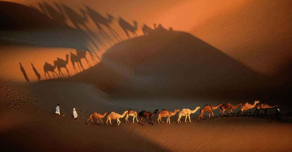 Mauritanie, caravane de dromadaires aux environs de Nouakchott, Mauritanie (18°09’ N - 15°29’ O). Le Sahara, le plus grand désert de sable du monde, couvre 9 millions de km² (l’équivalent des États-Unis) répartis sur onze pays. Sur sa bordure occidentale, la Mauritanie, aux trois quarts désertique, est particulièrement touchée par la désertification d’origine anthropique. Le surpâturage et la récolte de bois de feu suppriment peu à peu la végétation fixatrice des grands massifs dunaires, facilitant la progression du sable qui menace des villes comme Nouakchott. © Yann Arthus-Bertrand - Tous droits réservés