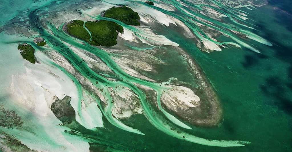 Barracuda Keys, Archipel des Keys, Floride, États-Unis (24°43’ N - 81°38’ O). Au nord-est de Key West, la capitale de ce petit archipel corallien, ces îlots inhabités couverts de mangroves sont nés de l’accumulation de sables coralliens grâce au jeu incessant des vagues et des courants du détroit de Floride qui relie l’océan Atlantique au golfe du Mexique, combiné au passage certaines années des cyclones dont les ondes de tempête peuvent les submerger complètement. © Yann Arthus-Bertrand - Tous droits réservés