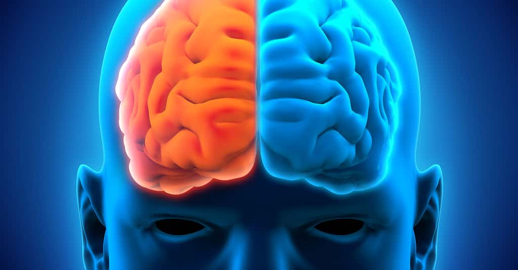 Cerveau : localisation des fonctions corticales par Paul Broca