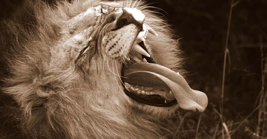 Les animaux échangent par grognements, feulements... Qu'est-ce qui différencie ces cris du langage humain et de la parole ? © Jonathan Pledger, Shutterstock