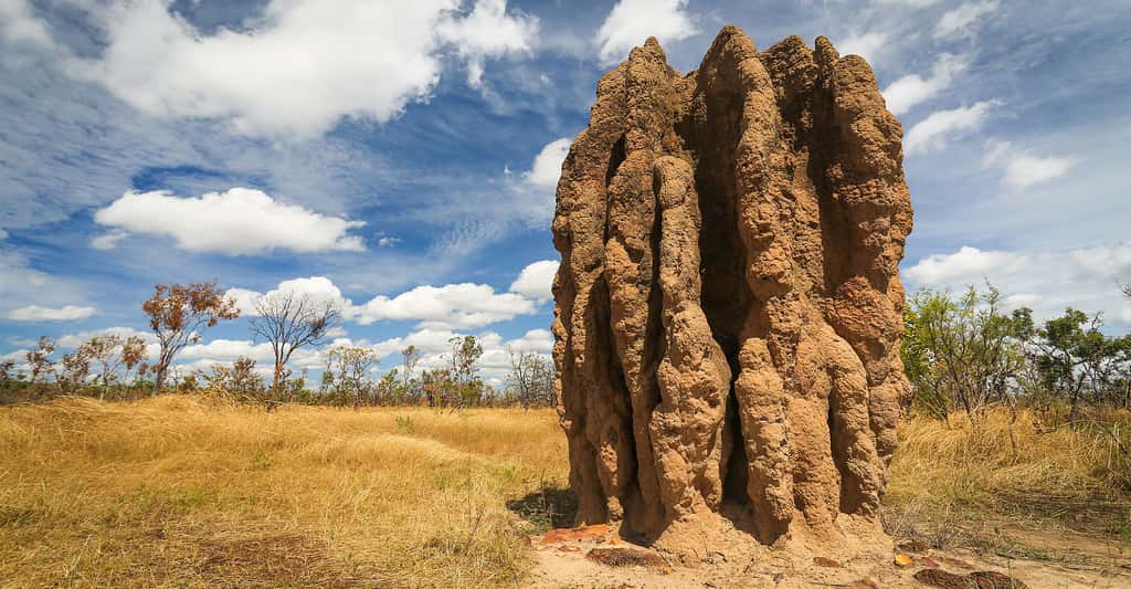 Notre langage est un peu à l'image d'un nid de termites (<em>Nasutitermes triodae</em>), ici photographié en Australie : il s'agit du résultat auto-organisé de l'interaction entre plusieurs individus. Voilà pourquoi les systèmes artificiels, notamment ceux des robots, peuvent nous apprendre de nombreuses choses sur l'origine du langage. © Piotr Gatlik, Shutterstock
