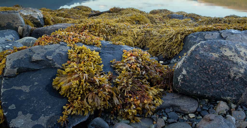 Classification des algues : algues rouges, algues bleues...
