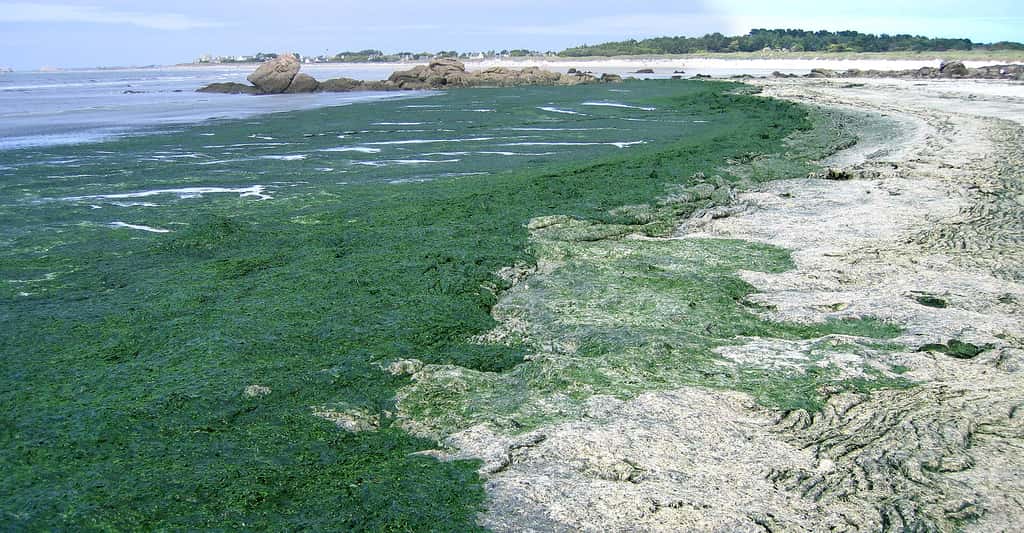 Les algues toxiques d'eau douce