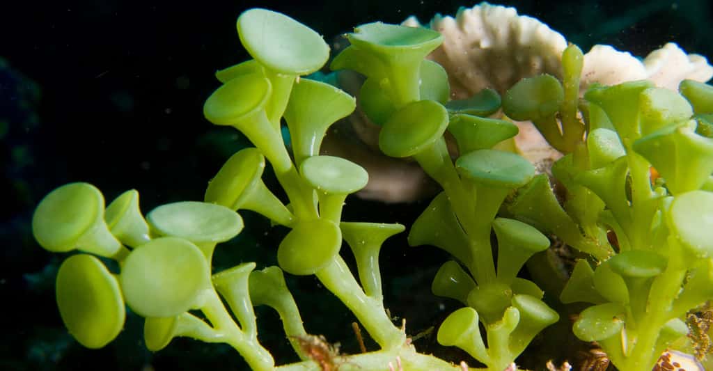 Exemples d'algues : les diatomées et Caulerpa taxifolia