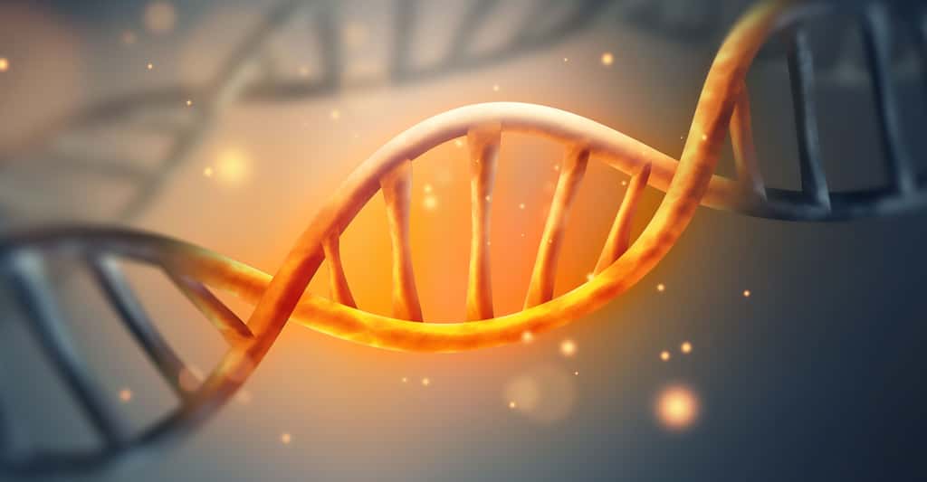 Gènes, œstrogènes et cerveau : quel rapport ? Ici, un brin d'ADN. © Zffoto, Fotolia