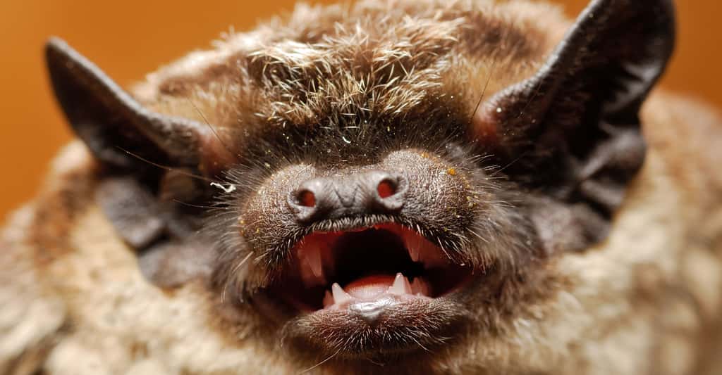 Chauve souris La D couverte D un Animal Fabuleux Dossier