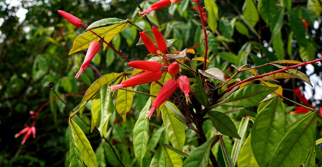 Quel est l'usage des plantes sauvages ou domestiques des Saramaka ? Ici, <em>Quassia amara</em>. © Pescov, CC by-sa 3.0