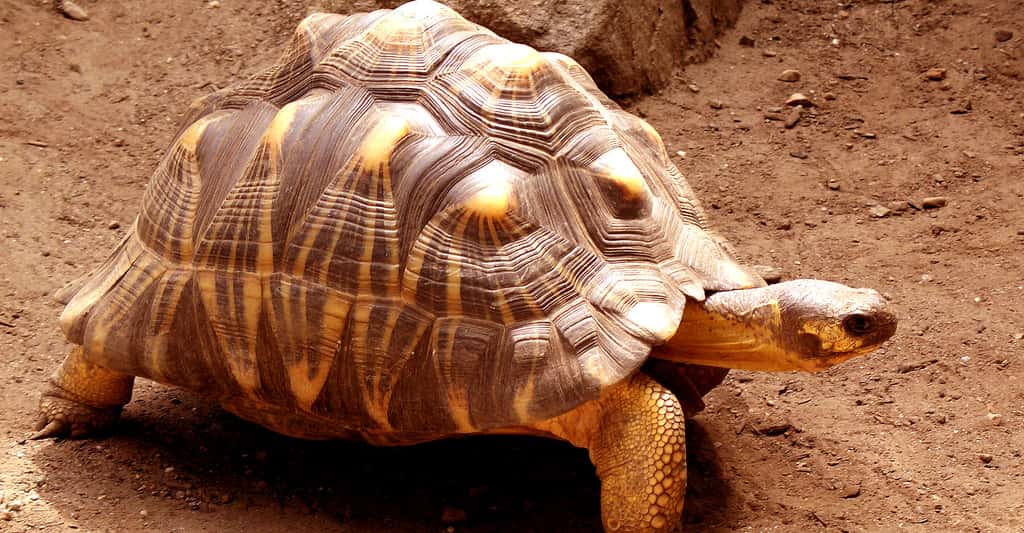 Tortue étoilée de Madagascar. © Kyle Bedell, CC by-nc 2.0