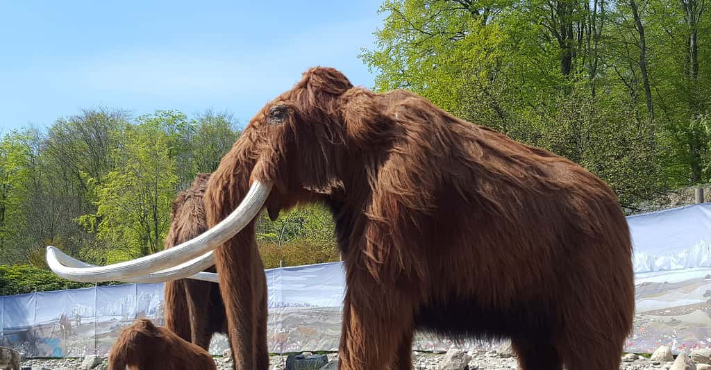 Animaux préhistoriques : ours des cavernes et rhinocéros laineux
