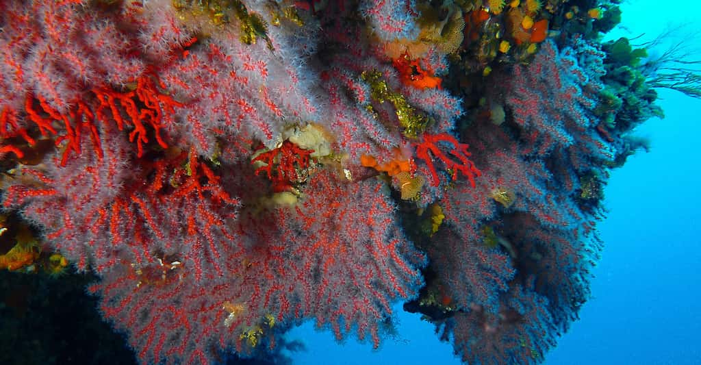 Les conditions écologiques préférées du corail rouge : peu de lumière et des courants pour se nourrir. © J.-G. Harmelin, tous droits réservés, reproduction et utilisation interdites