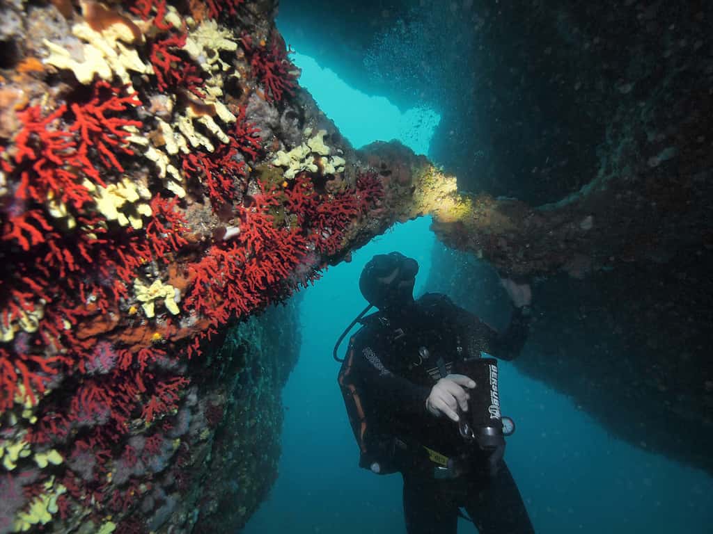 Le corail rouge apporte une grande richesse esthétique aux grottes provençales. Ici, corail dans la grotte de Riou, en Méditerranée. © J.-G. Harmelin, tous droits réservés, reproduction interdite