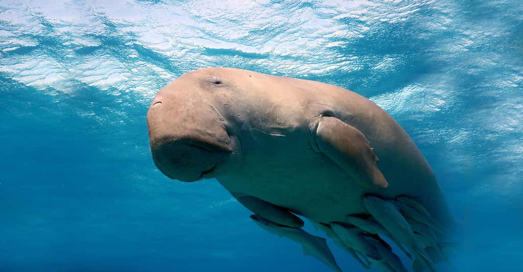 Les dugongs, animaux magiques, menacés d'extinction